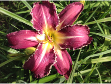 ����� ���