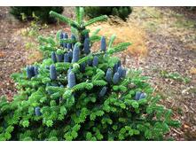 ����� ��������� (Abies koreana), �2/3,15-20, 1520 ���