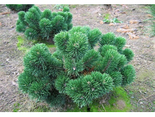 ����� ������ ������� (Pinus mugo Jakobsen). �6, �� 90-100, 15-25, 5861 ���