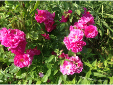 ���� ����� �����