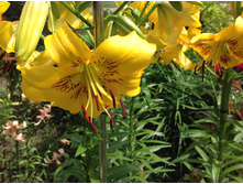 ����� ����