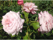 ���� ���������������