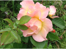 ��������� �������� ���� ������ ������� - 350 ���.