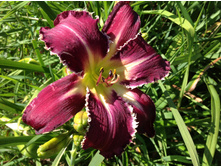 ����� ���