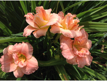 �������� ����� �����