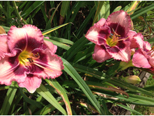 �������� ������