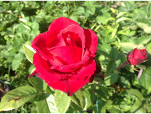 ���� ���������