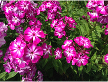 ����� ������ ���