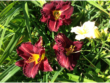 �������� �������� ��� ������