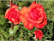 ���� (��������� ��������)