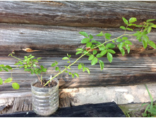 ���� ��������� ����������