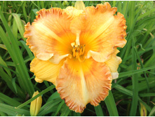 �������� ����� ������