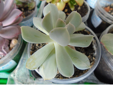 DSC08187.JPG �������� ����� - ����� -150