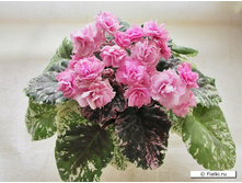 ������ Rose Bouquet
