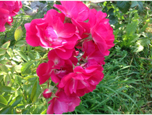 ���� ���������� ���� ������