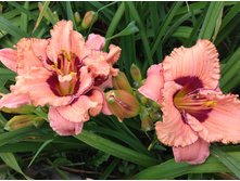 �������� ����� �������������