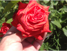 ���� (����� �� ����)