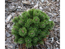 ����� ������ ����� (Pinus mugo Kokos) �5,20-25, 3845 ���
