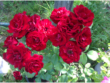 ���� ���������    ����������