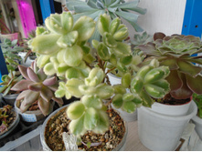 DSC08174.JPG ��������� �����������