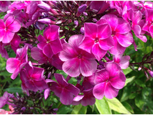 ����� �������� ������