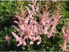 �������� ������� ��� ������