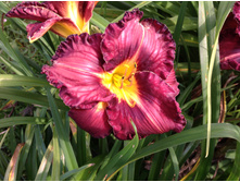 �������� �������� ��� ������