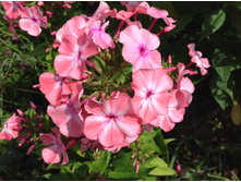 ����� ������� ����