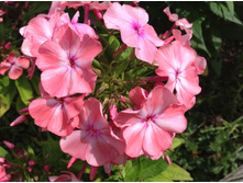 ����� ������� ����