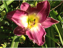 �������� ���� ��������