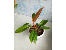 IMG 20230813 180404 020.jpg