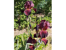 ����������