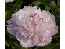 Pecher ���� 4,82 ���� �������� 1 ��.jpg