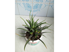 IMG 20230813 175808 954.jpg