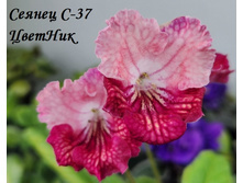 ������ �-37