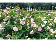 IMG 20230701 144647.jpg