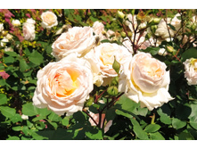 IMG 20230701 125537.jpg