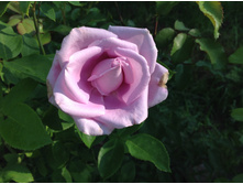 ���� �����������