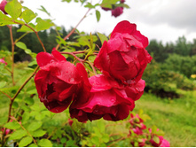 IMG 20230719 145832.jpg