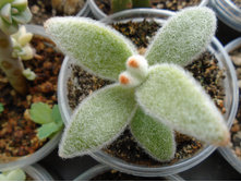 DSC08316.JPG �������� - 100