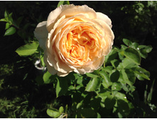 ���� ���� �����