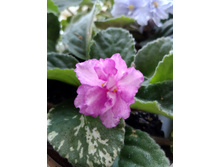 Fredette's Risen Star (I.Fredette