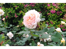 IMG 20230701 125848.jpg