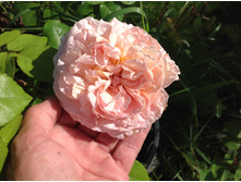 ���� ������ ������