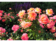 IMG 20230701 180307.jpg