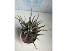 IMG 20230813 180042 531.jpg