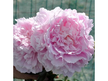 Dinner Plate ���� 8,91 ���� �������� 2 ��.jpg