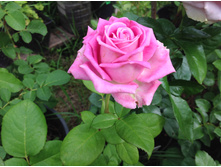 ���� (��������)