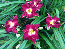 �������� ������� �� �����