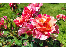 IMG 20230701 141844.jpg